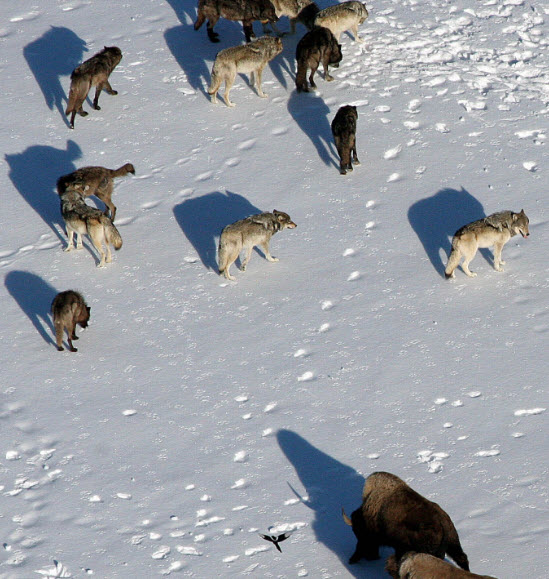 Bison Facing a Pack of Wolves Image