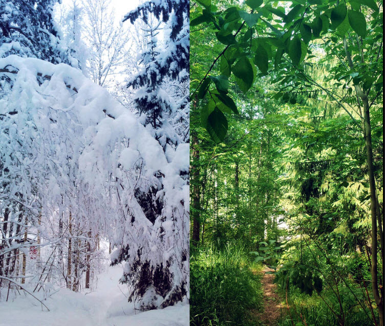 Summer and Winter Image